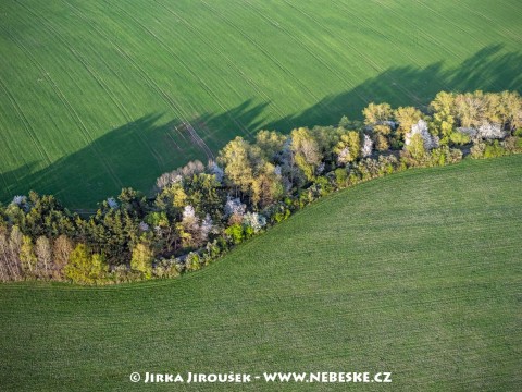 Jarní stromořadí u Kytína /J203