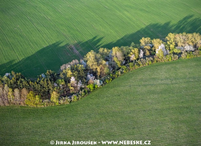 Jarní stromořadí u Kytína /J203