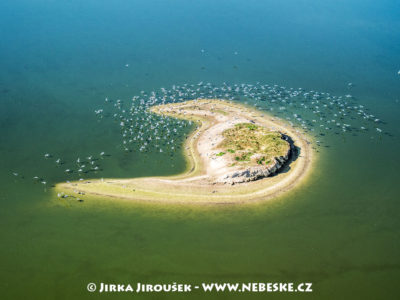 Ostrůvek na rybníku Velký Tisý – Třeboňsko J1497
