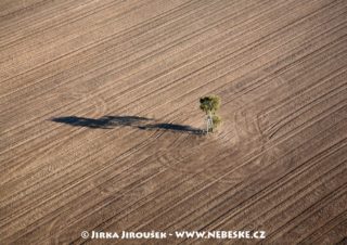 Strom na poli u Rakovníka J2792